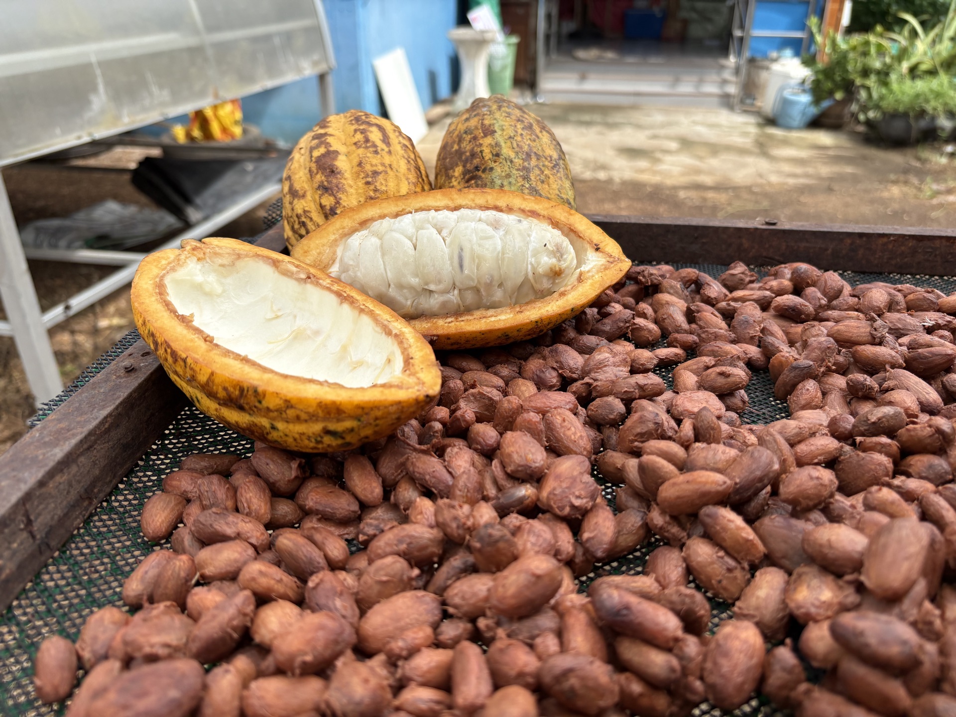 Cacao pods